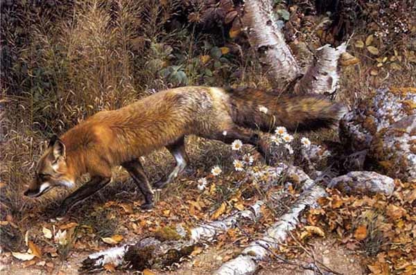 (image for) Handmade oil painting Copy paintings of famous artists Carl Brenders Paintings Pathfinder-Red Fox